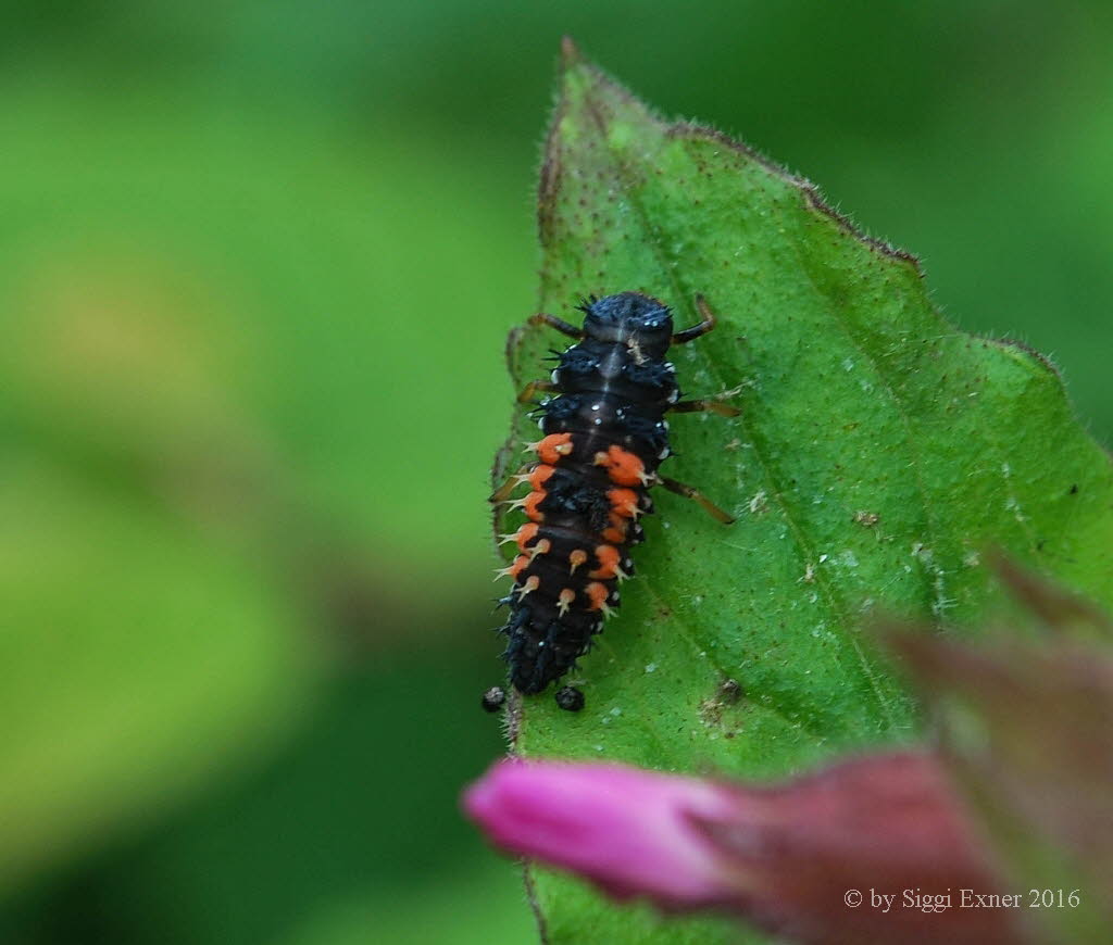 Asiatischer Marienkfer Harmonia axyridis