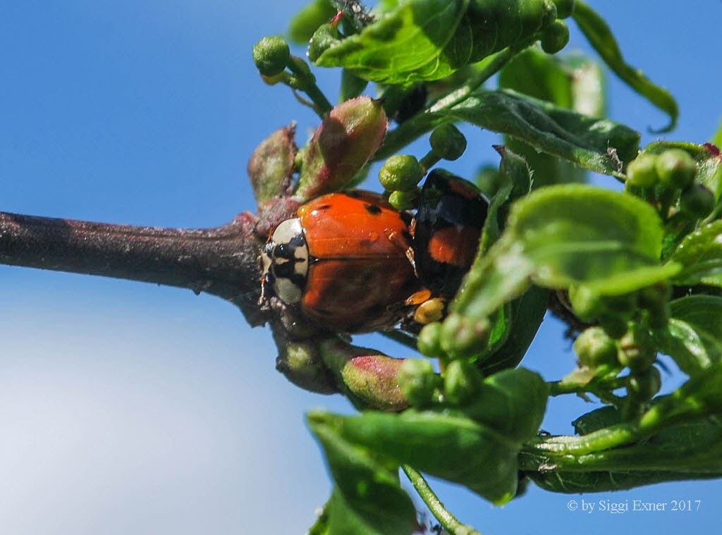 Asiatischer Marienkfer Harmonia axyridis