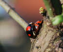 Asiatischer Marienkfer Harmonia axyridis