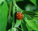 Asiatischer Marienkfer Harmonia axyridis