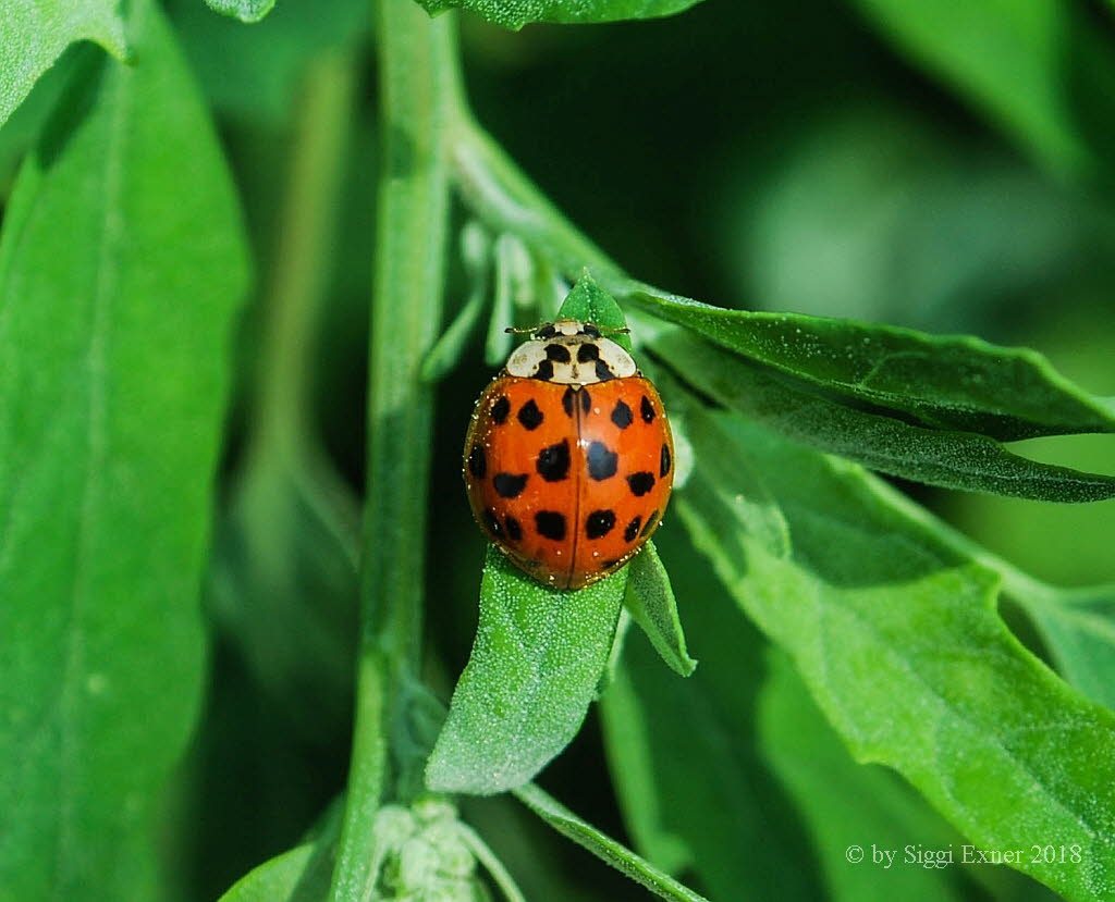 Asiatischer Marienkfer Harmonia axyridis