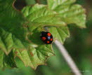 Asiatischer Marienkfer Harmonia axyridis