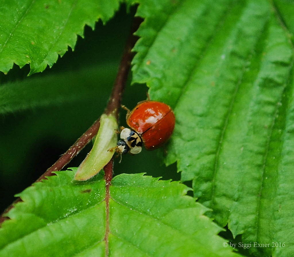 Asiatischer Marienkfer Harmonia axyridis