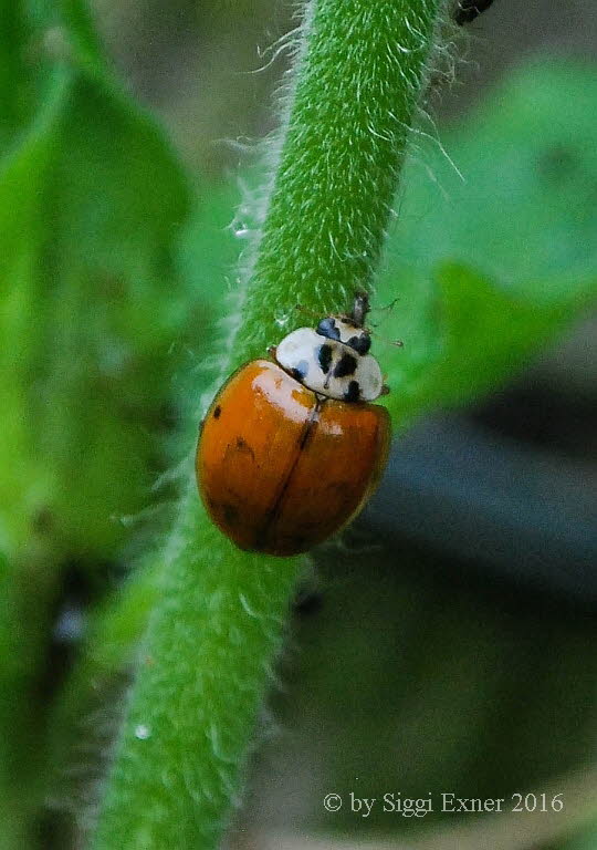 Asiatischer Marienkfer Harmonia axyridis