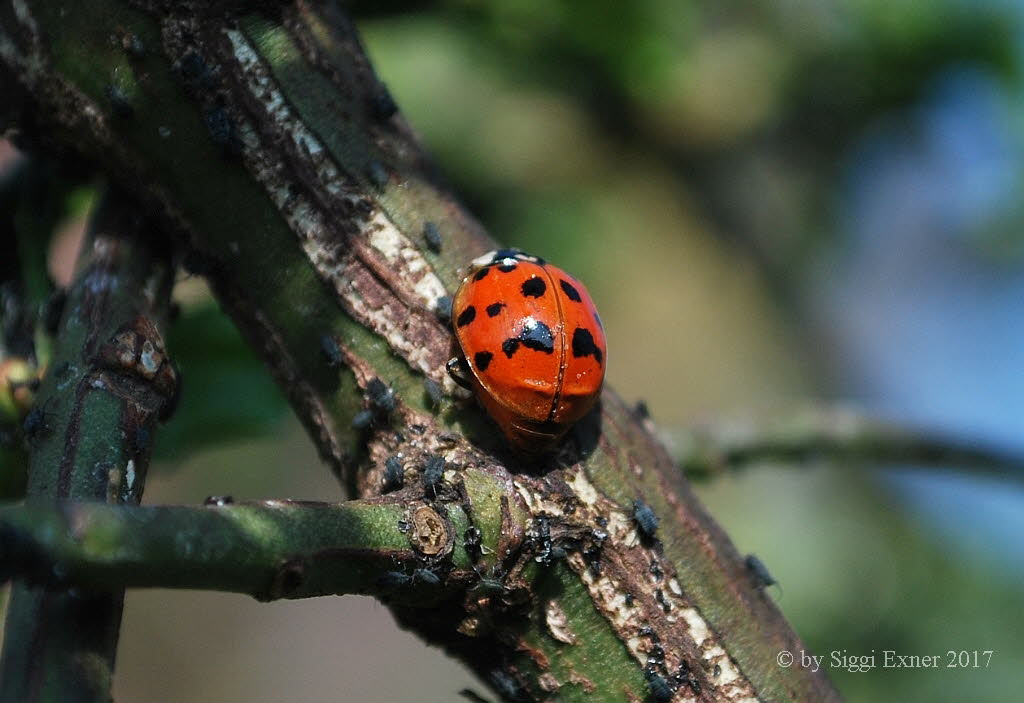 Asiatischer Marienkfer Harmonia axyridis