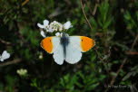 Aurorafalter Anthocharis cardamines