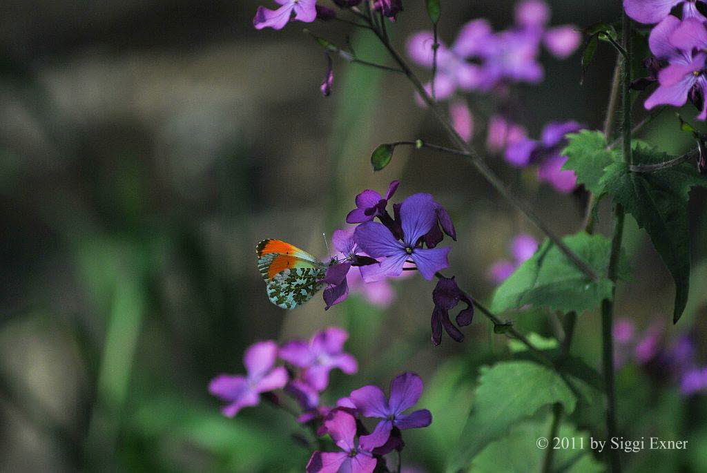 Aurorafalter Anthocharis cardamines