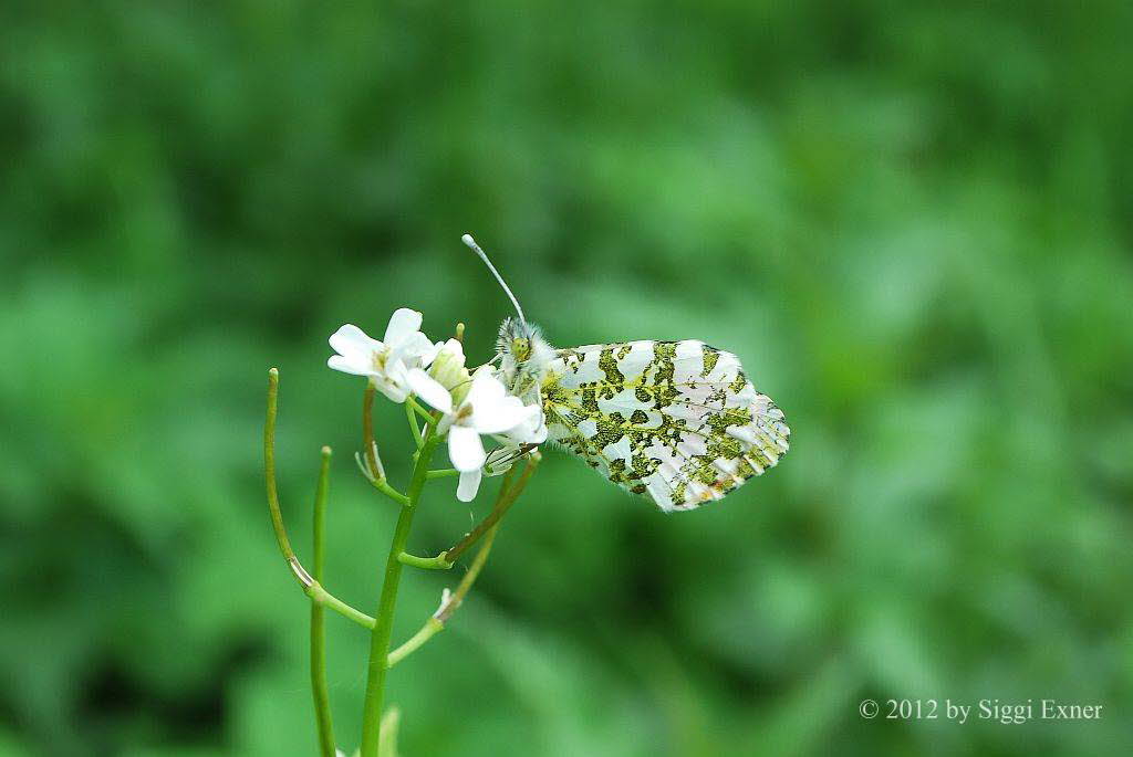 Aurorafalter Anthocharis cardamines