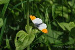 Aurorafalter Anthocharis cardamines