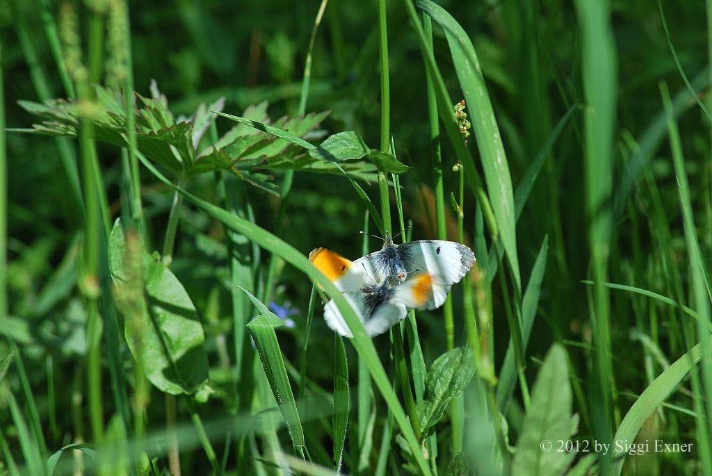 Aurorafalter Anthocharis cardamines