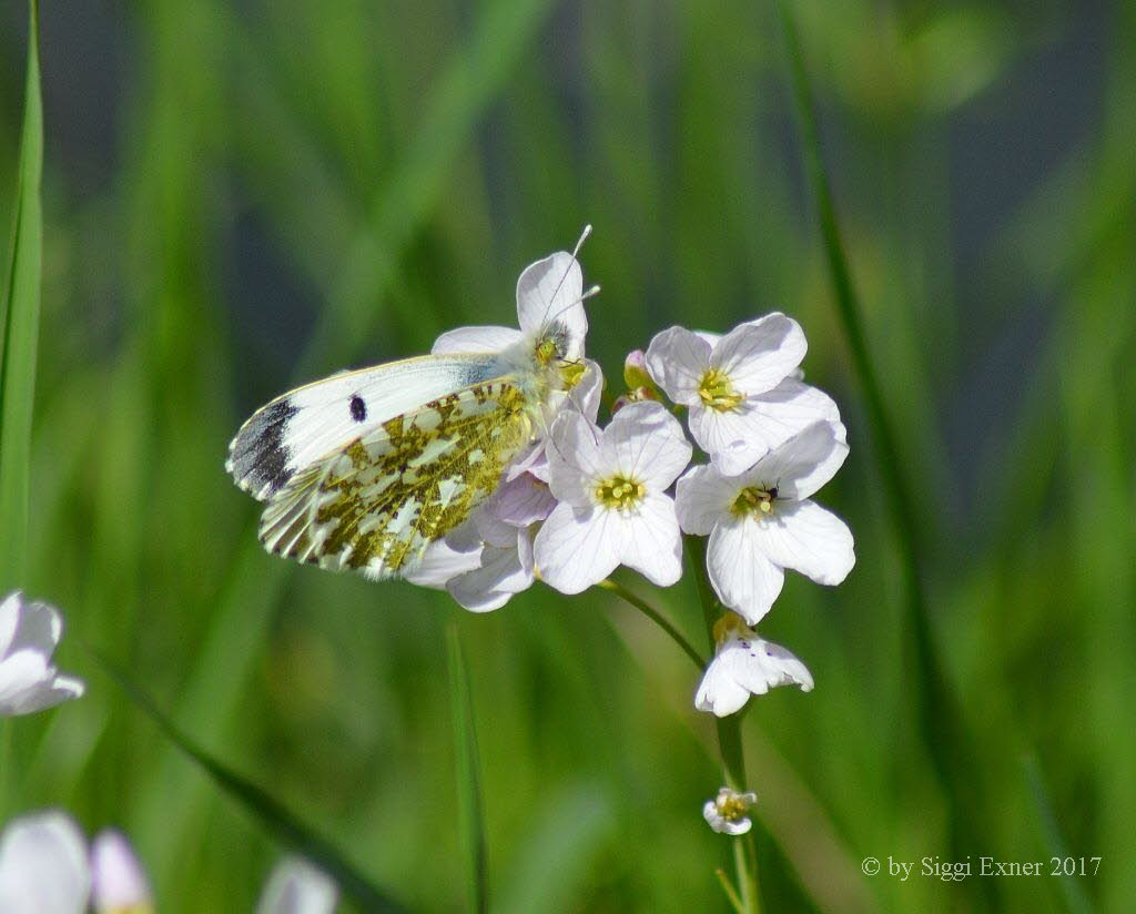 Aurorafalter Anthocharis cardamines