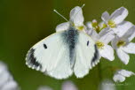 Aurorafalter Anthocharis cardamines