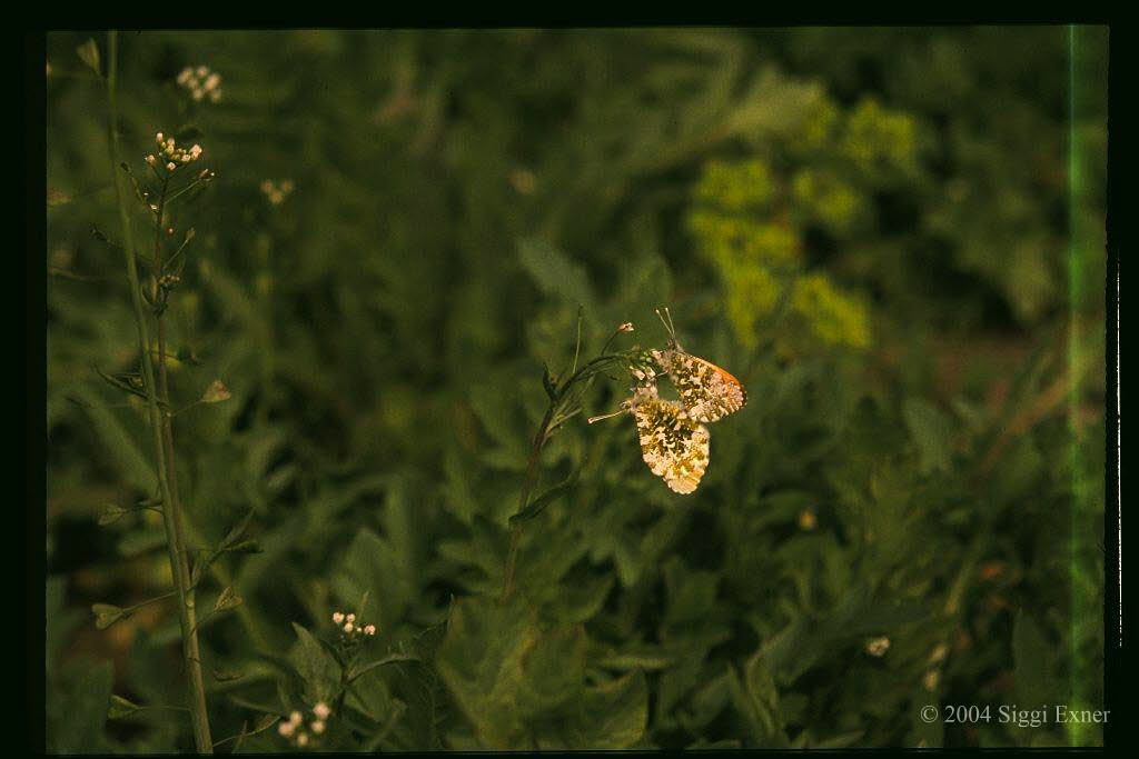 Aurorafalter Anthocharis cardamines