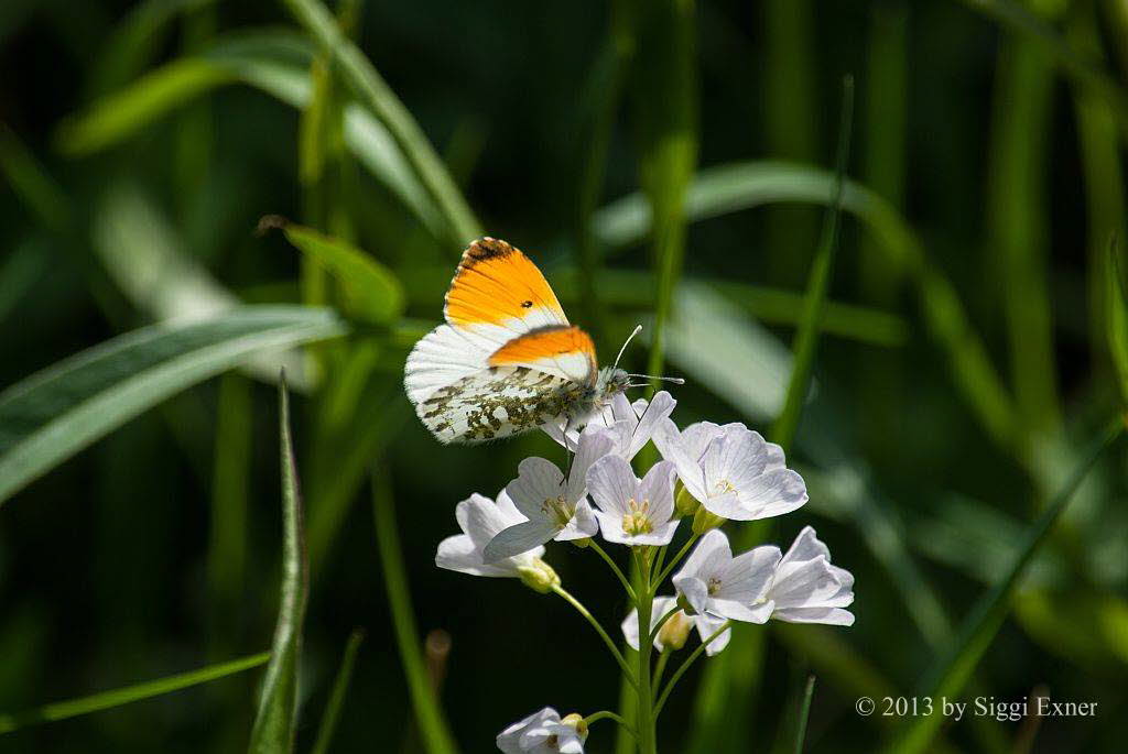 Aurorafalter Anthocharis cardamines