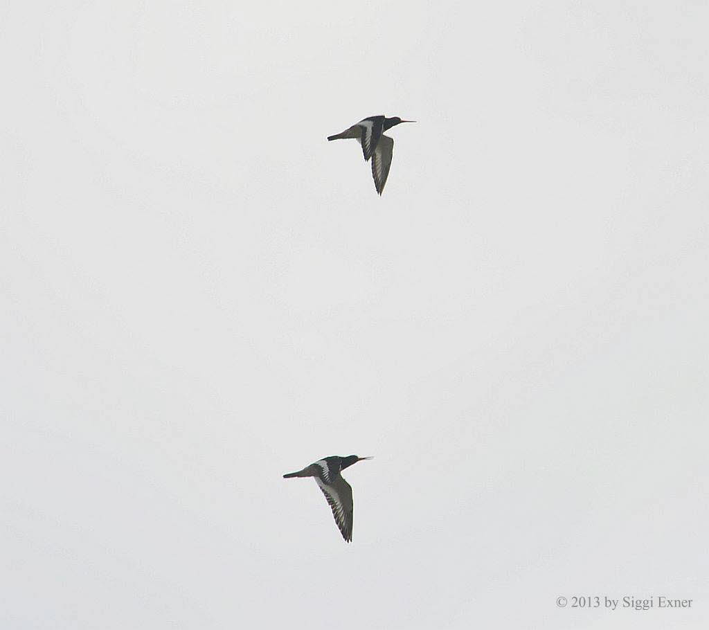 Austernfischer Haematopus ostralegus