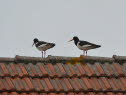 Austernfischer Haematopus ostralegus