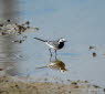 Bachstelze Motacilla alba