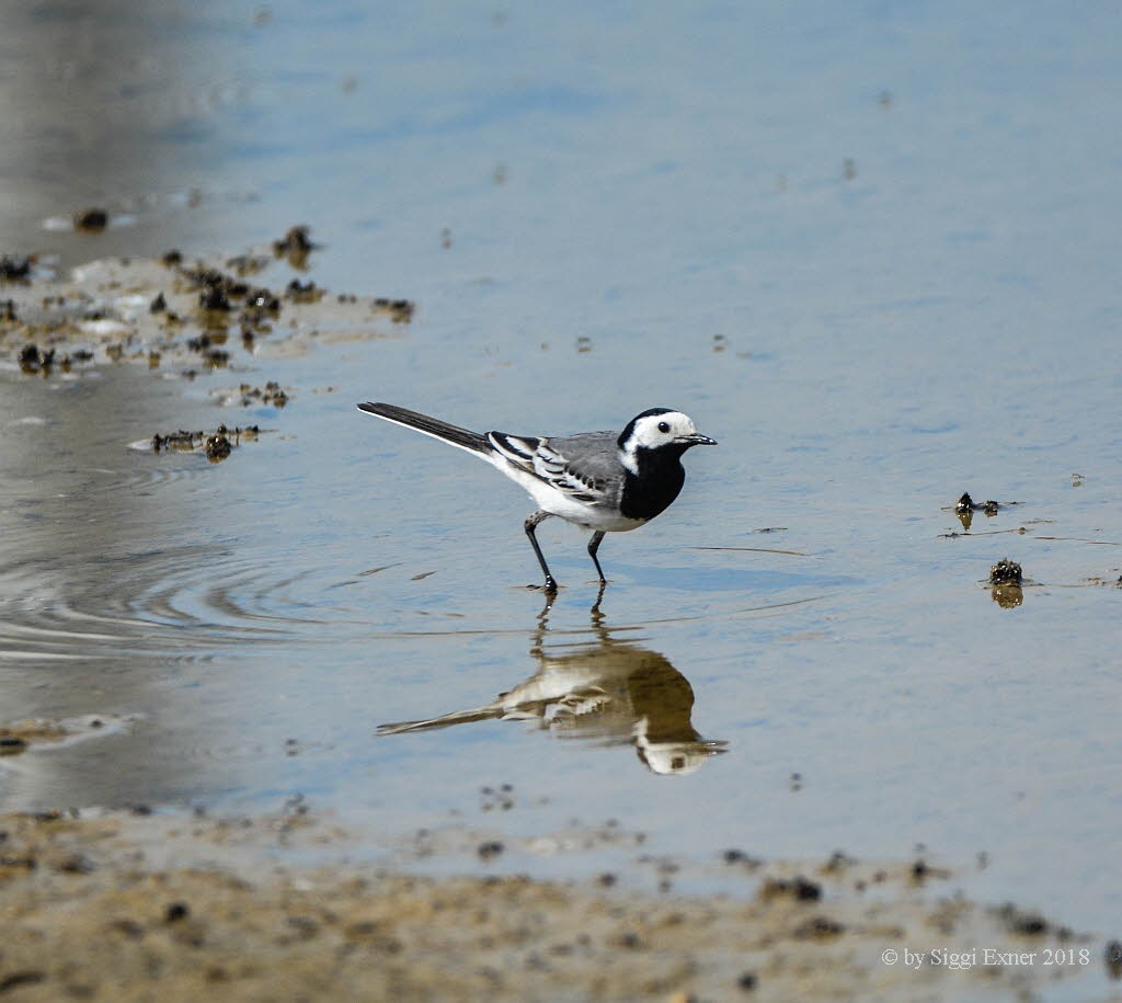 Bachstelze Motacilla alba