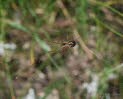 Baldachinspinne Linyphia triangularis