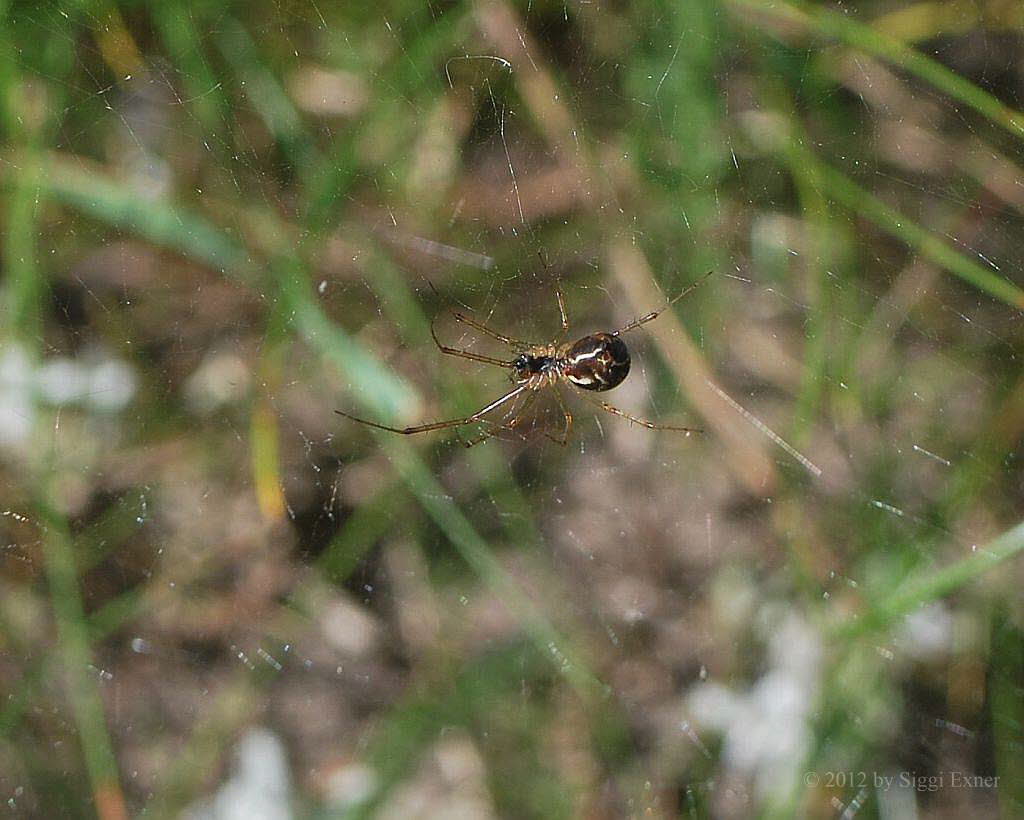 Baldachinspinne Linyphia triangularis