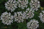 Brenklau, Wiesen- Heracleum sphondylium