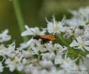 Brenklauwickler Pammene aurana