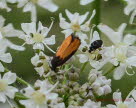 Brenklauwickler Pammene aurana