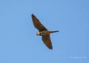 Baumfalke Falkco subbuteo