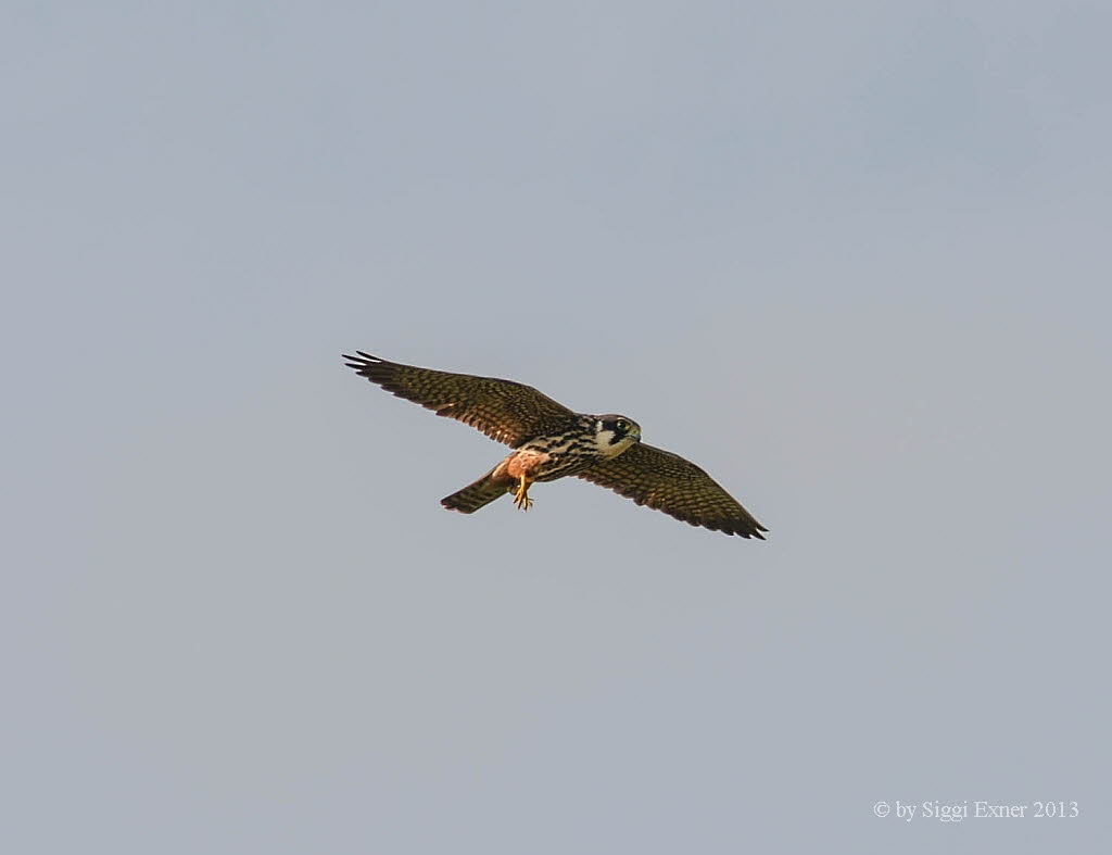 Baumfalke Falkco subbuteo