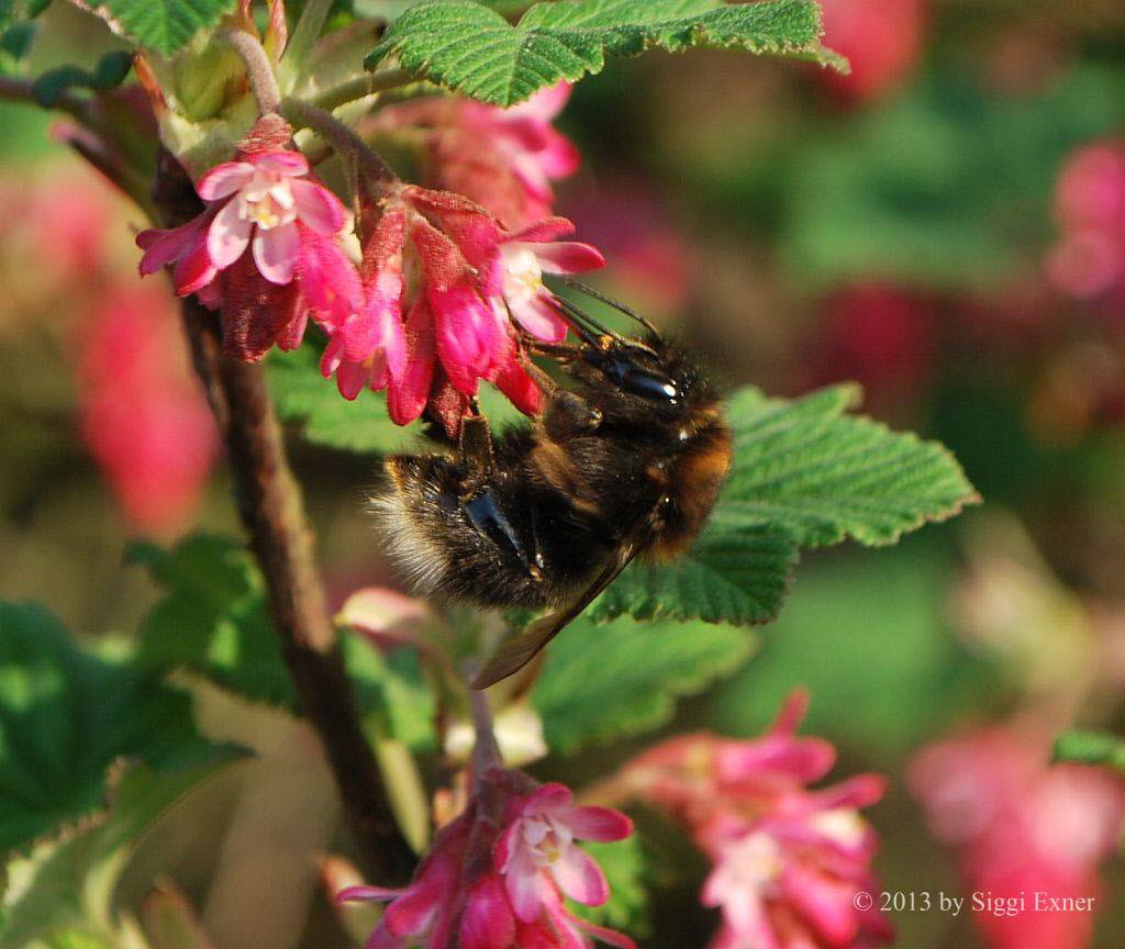 Baumhummel Bombus hypnorum