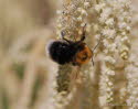 Baumhummel Bombus hypnorum