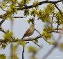 Baumpieper Anthus trivialis