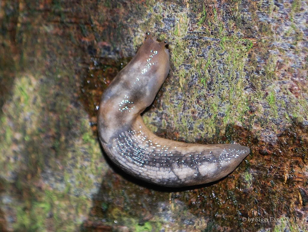 Baumschnegel Lehmannia marginata