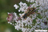 Beerenwanze Dolycoris baccarum