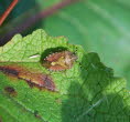 Beerenwanze Dolycoris baccarum