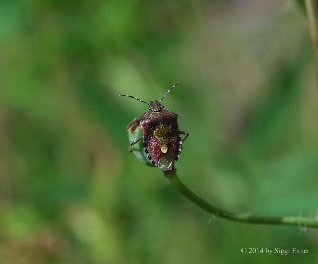 Beerenwanze Dolycoris baccarum