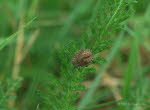 Beerenwanze Dolycoris baccarum