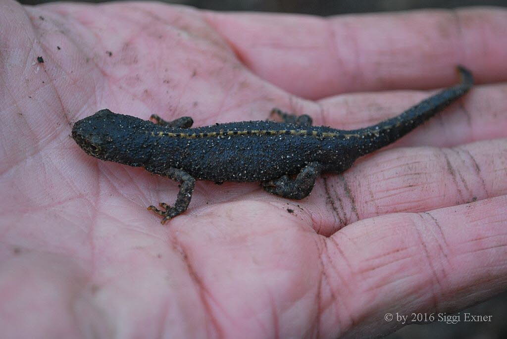 Bergmolch Ichthyosaura alpestris