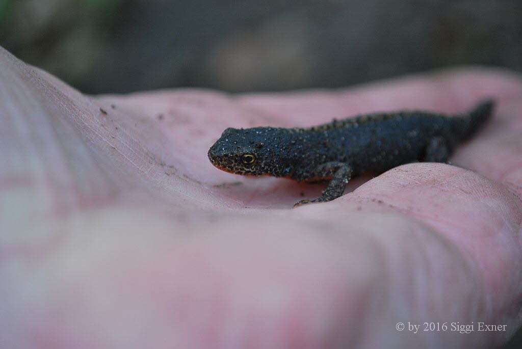 Bergmolch Ichthyosaura alpestris