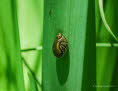 Bernsteinschnecke Succinea putris