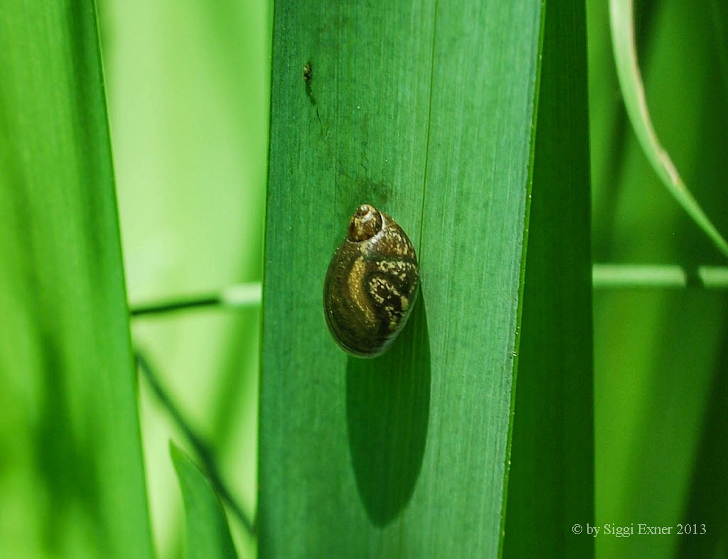 Bernsteinschnecke Succinea putris