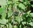 Blaugrne Mosaikjungfer Aeshna cyanea