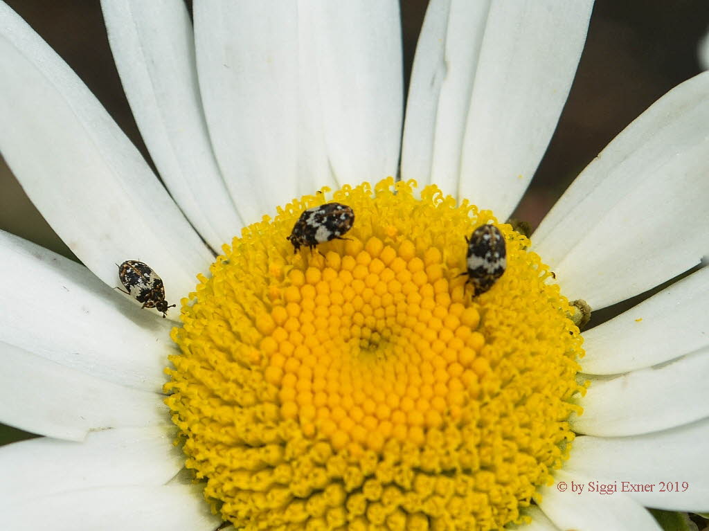 Anthrenus pimpinellae Bibernellen-Bltenkfer