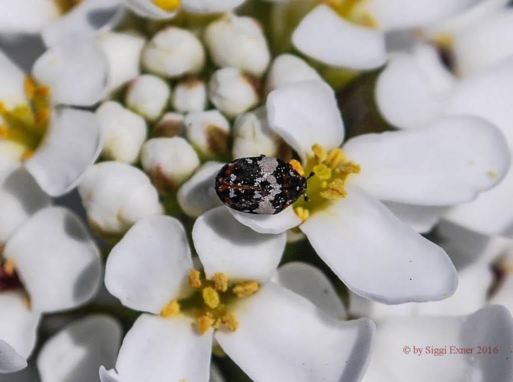 Anthrenus pimpinellae Bibernellen-Bltenkfer