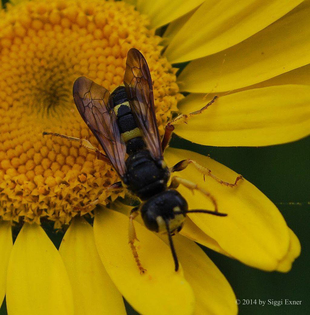 Bienenjagende Knotenwespe Cerceris rybyensis