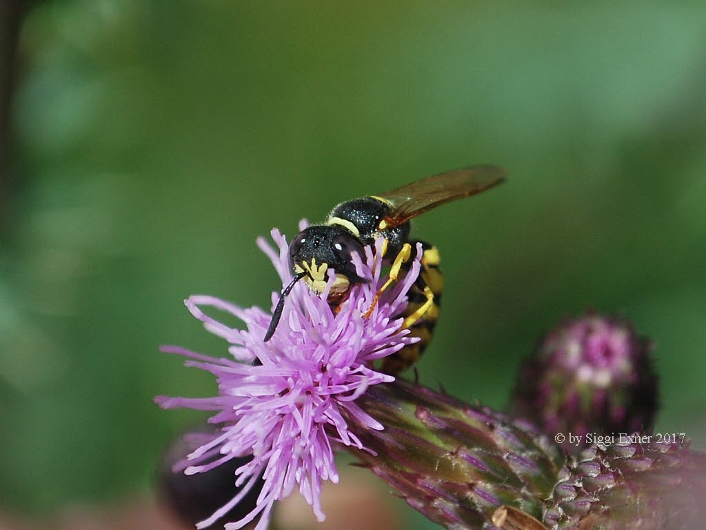 Philanthus triangulum Bienenwolf 