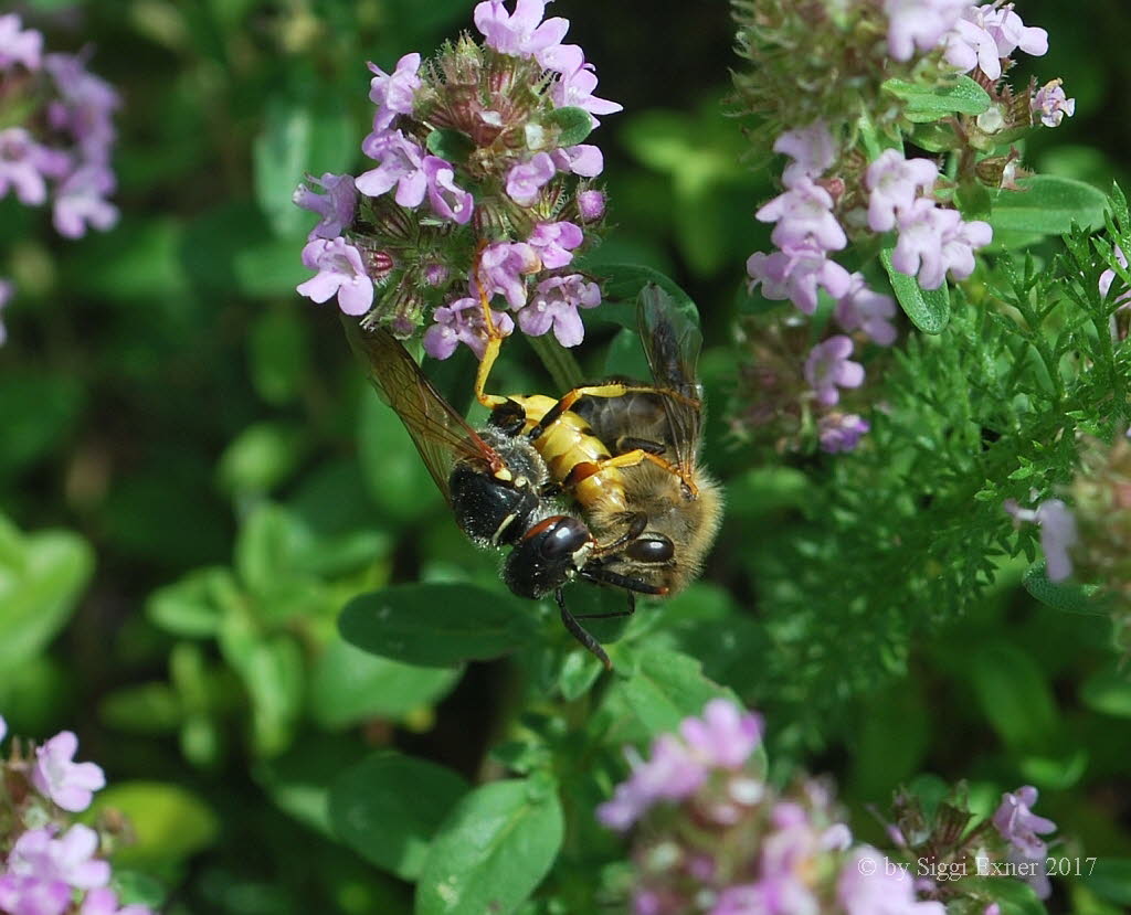 Bienenwolf Philanthus triangulum