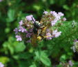 Bienenwolf Philanthus triangulum