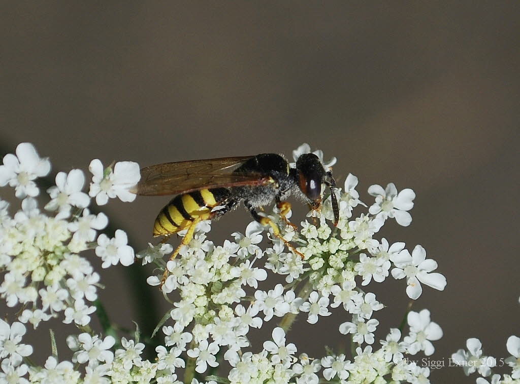 Bienenwolf Philanthus triangulum