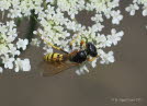 Bienenwolf Philanthus triangulum